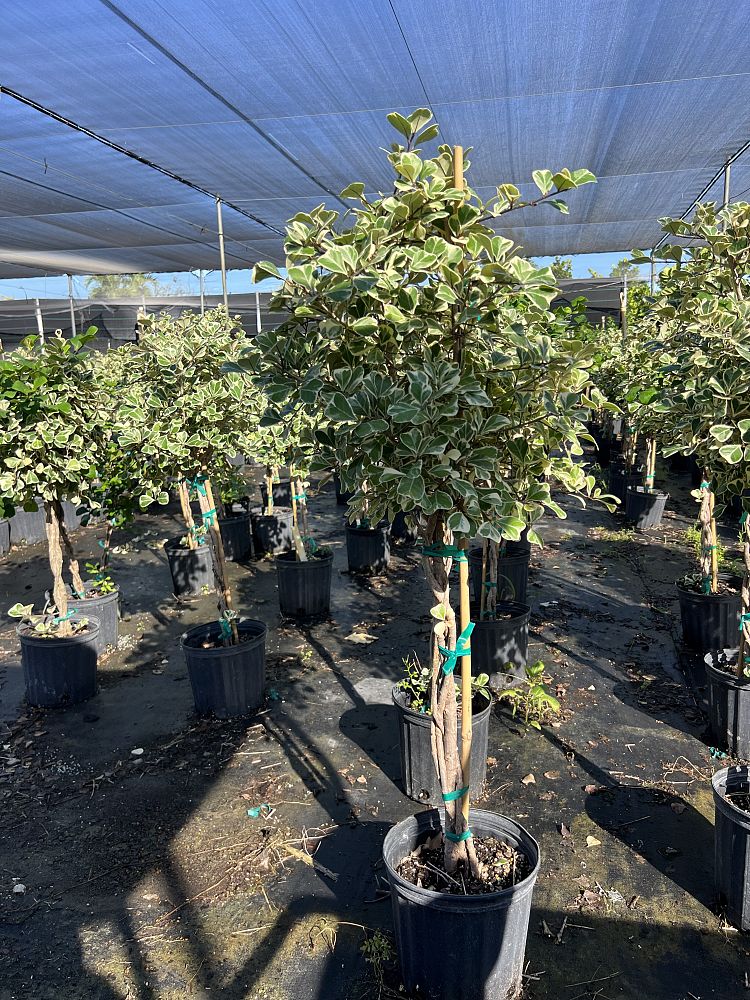 ficus-natalensis-leprieurii-variegata-ficus-triangularis-variegated-natal-fig-mistletoe-fig-triangle-ficus-licumo