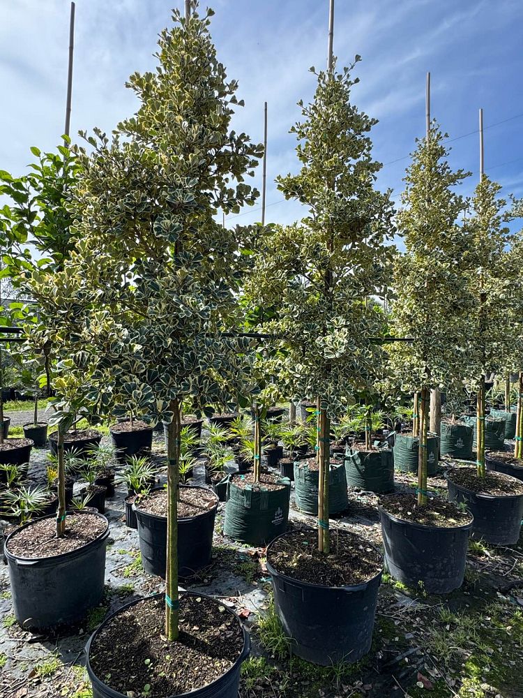 ficus-natalensis-leprieurii-variegata-ficus-triangularis-variegated-natal-fig-mistletoe-fig-triangle-ficus-licumo