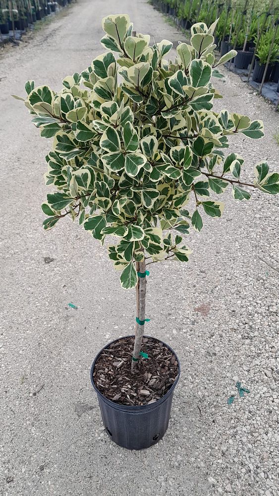 ficus-natalensis-leprieurii-variegata-ficus-triangularis-variegated-natal-fig-mistletoe-fig-triangle-ficus-licumo