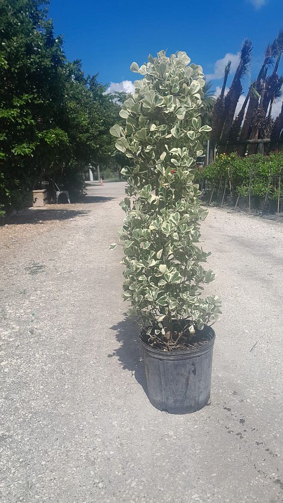 ficus-natalensis-leprieurii-variegata-ficus-triangularis-variegated-natal-fig-mistletoe-fig-triangle-ficus-licumo