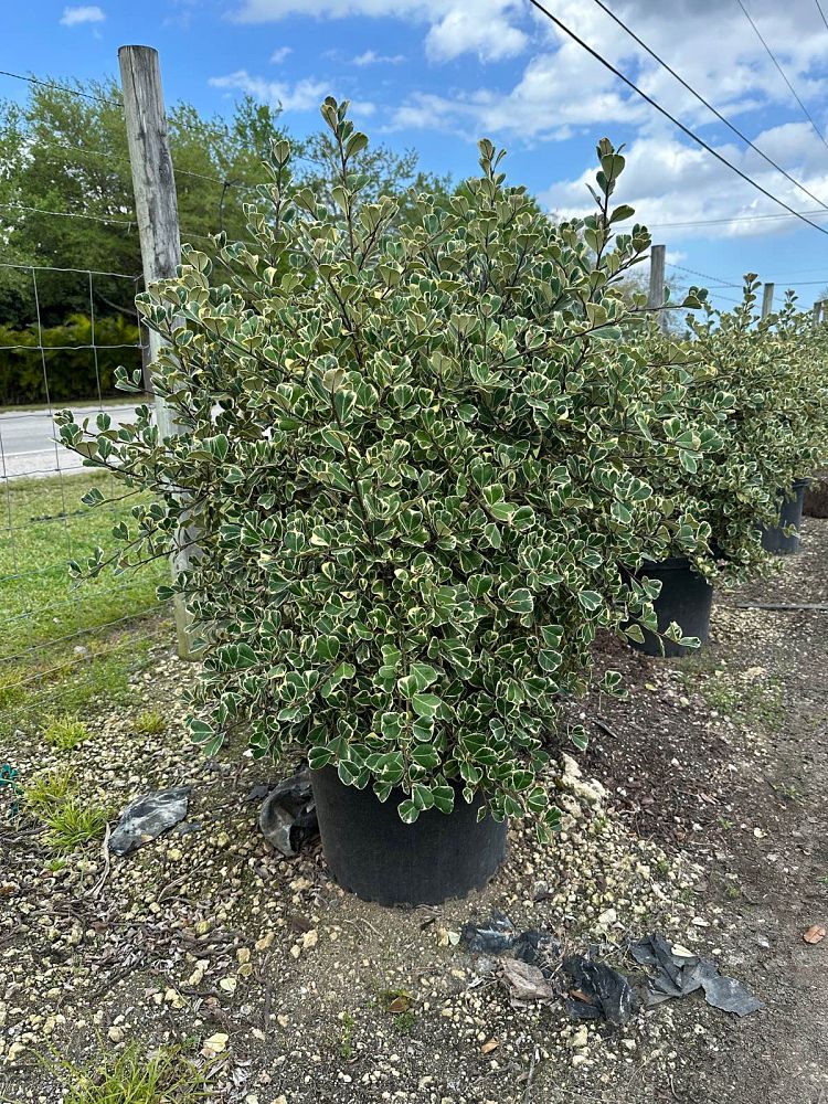 ficus-natalensis-leprieurii-variegata-ficus-triangularis-variegated-natal-fig-mistletoe-fig-triangle-ficus-licumo