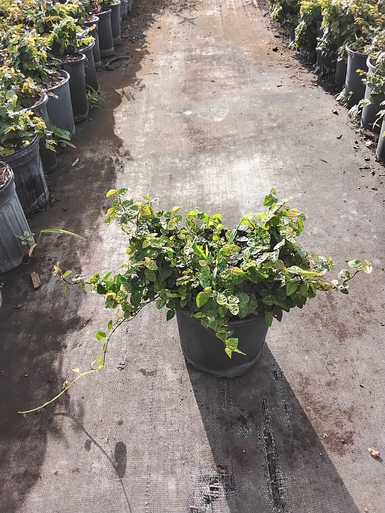 ficus-repens