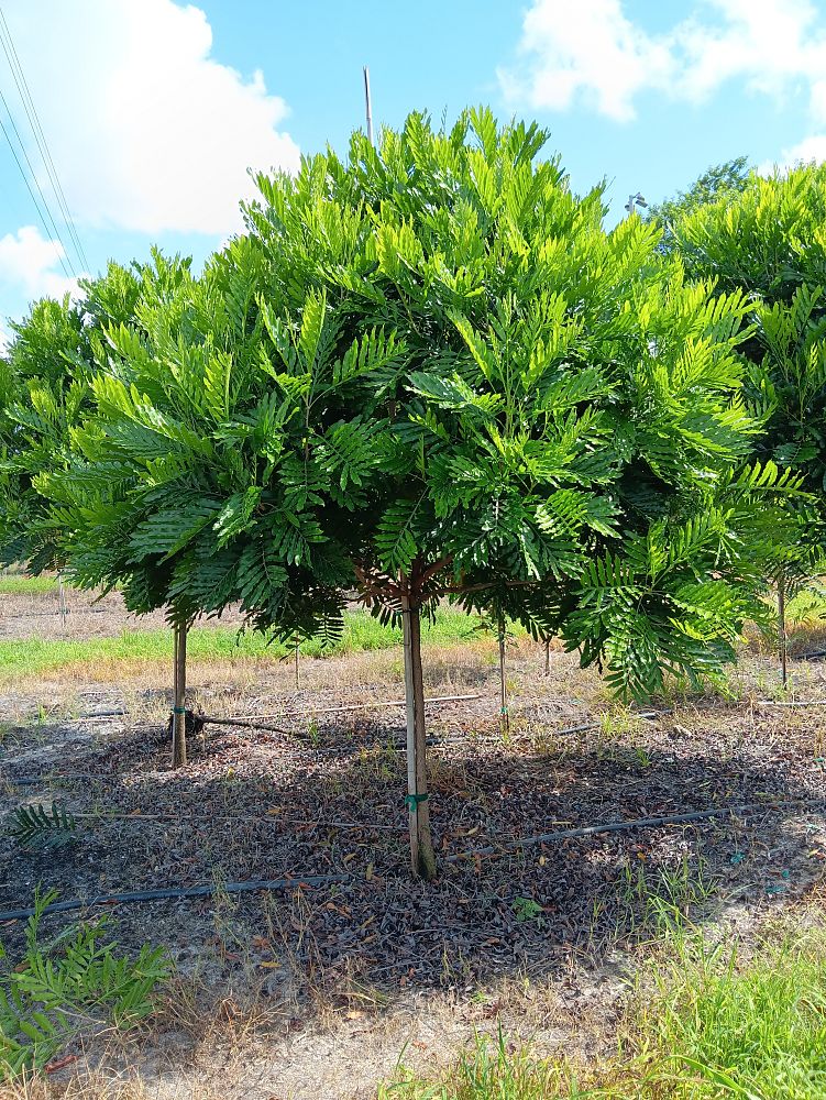 filicium-decipiens-japanese-fern-tree