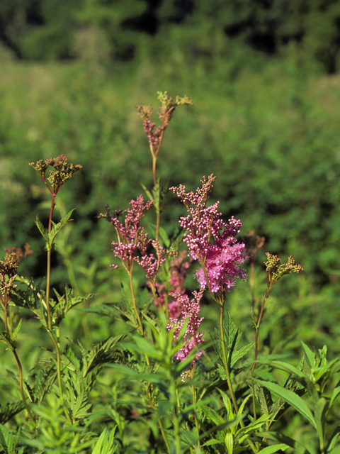 filipendula-rubra-queen-of-the-prairie