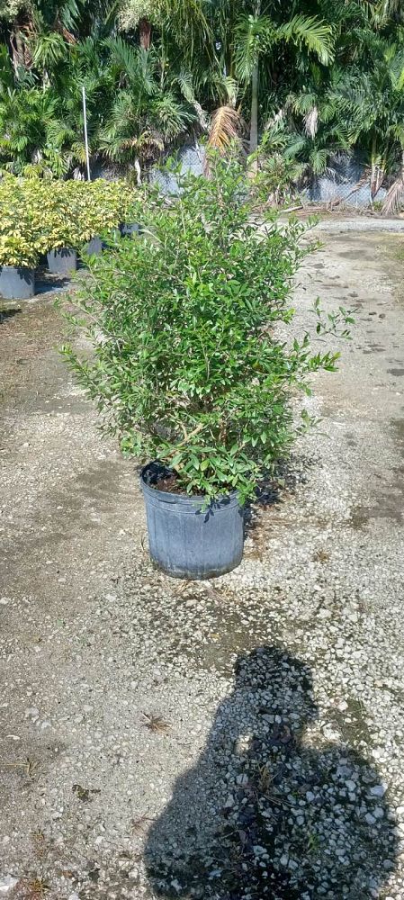 forestiera-segregata-florida-privet