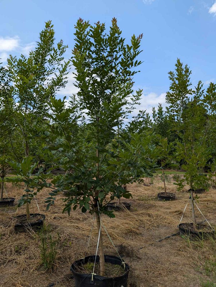 fraxinus-pennsylvanica-green-ash