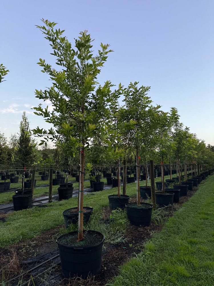 fraxinus-pennsylvanica-green-ash