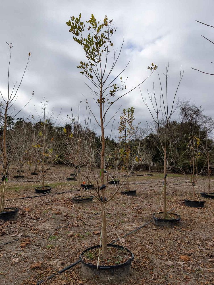 fraxinus-pennsylvanica-green-ash