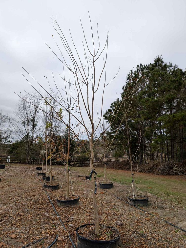 fraxinus-pennsylvanica-green-ash