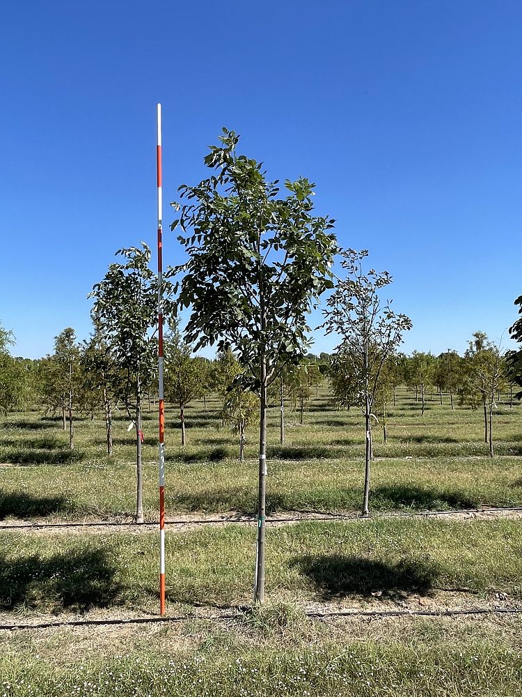 fraxinus-pennsylvanica-urbanite-green-ash