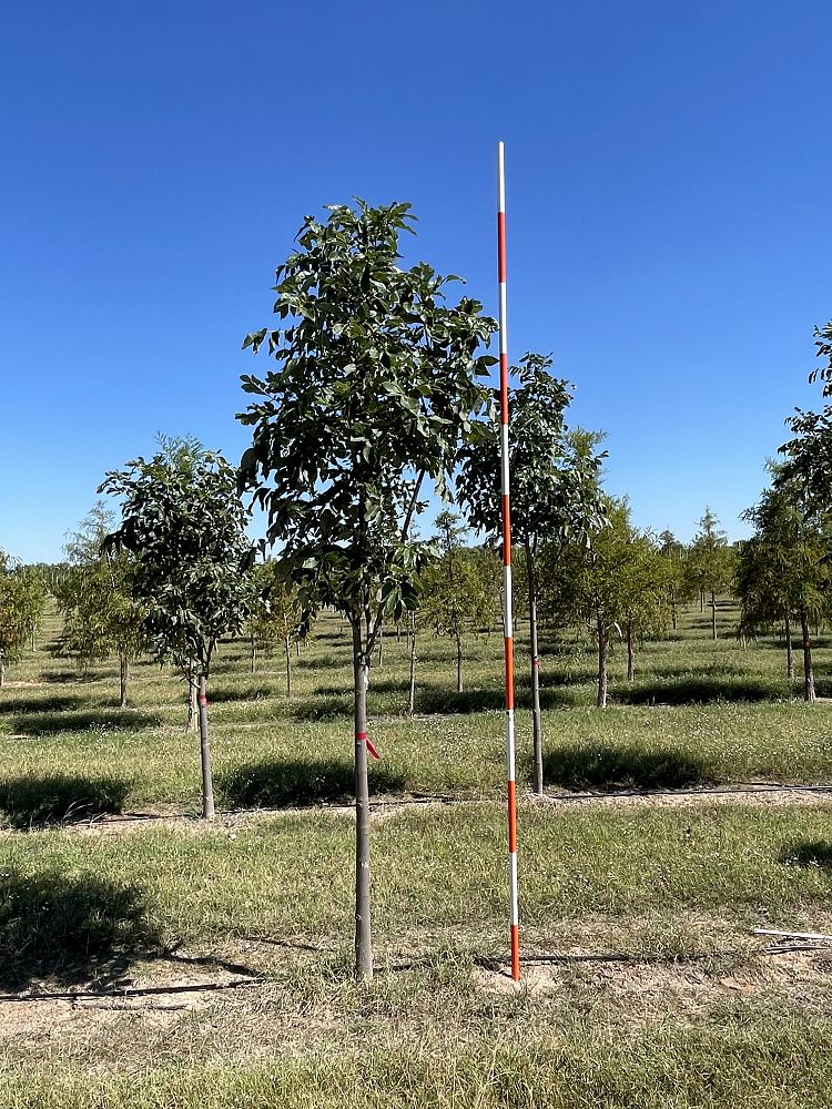 fraxinus-pennsylvanica-urbanite-green-ash