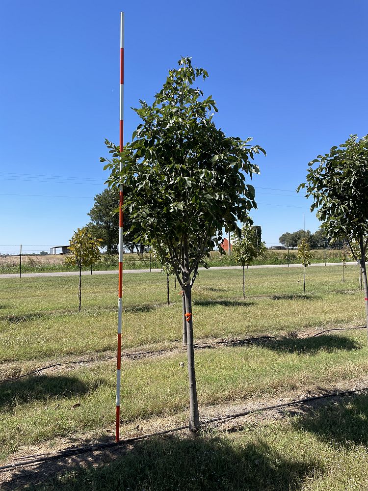 fraxinus-pennsylvanica-urbanite-green-ash