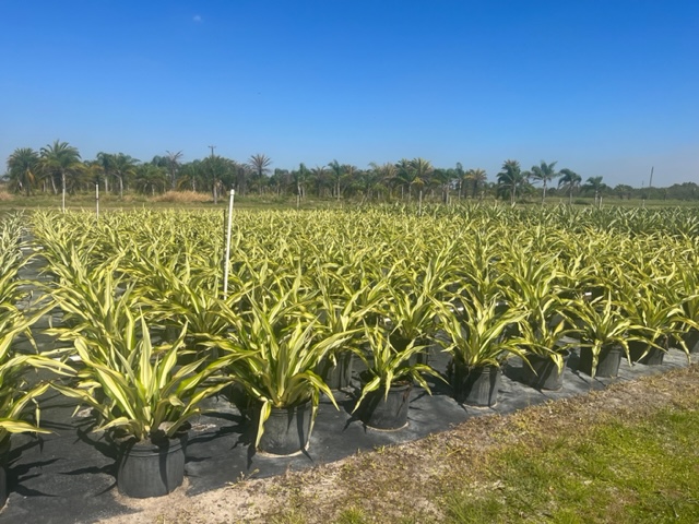 furcraea-foetida-false-agave-furcraea-gigantea-mauritius-hemp