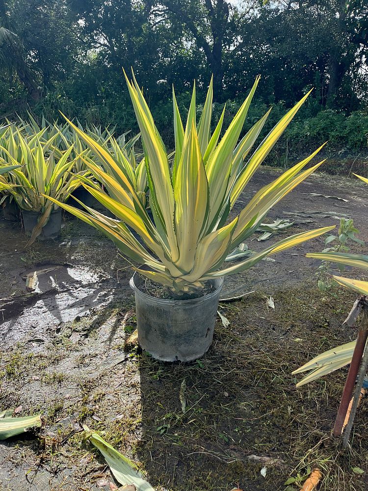 furcraea-foetida-false-agave-furcraea-gigantea-mauritius-hemp