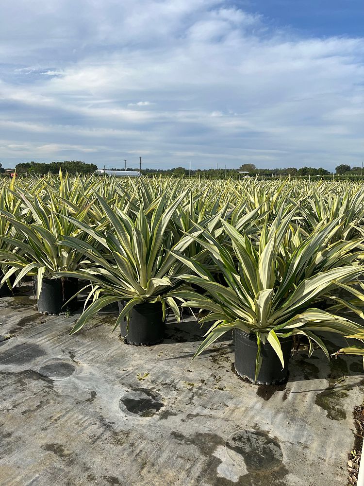 furcraea-foetida-false-agave-furcraea-gigantea-mauritius-hemp