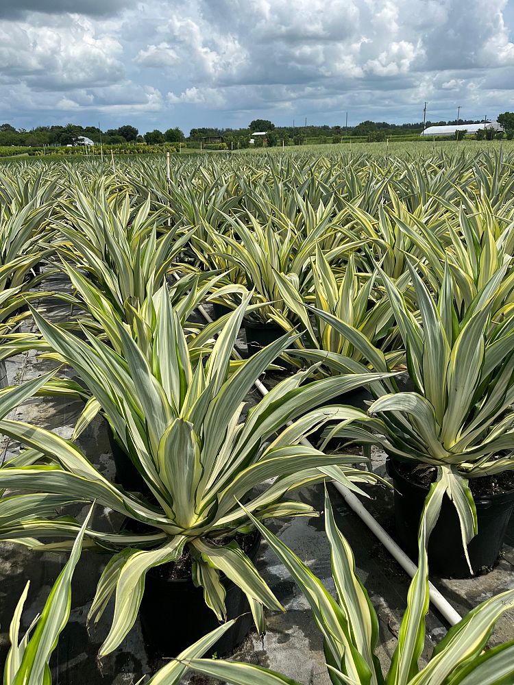 furcraea-foetida-false-agave-furcraea-gigantea-mauritius-hemp