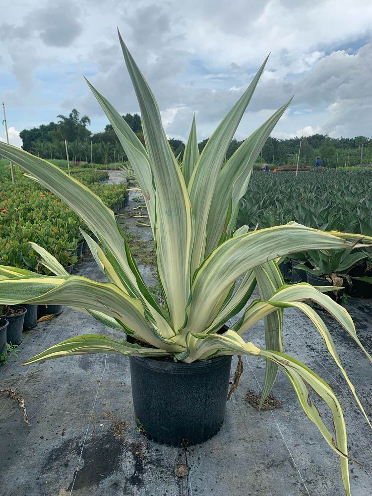 furcraea-foetida-false-agave-furcraea-gigantea-mauritius-hemp