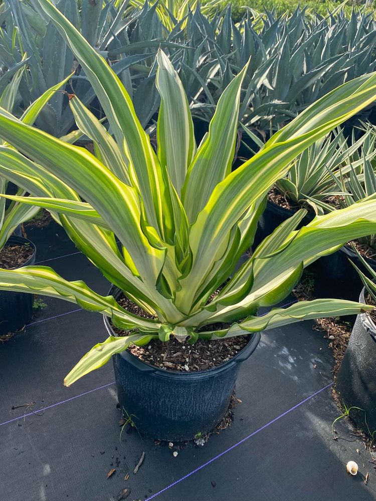 furcraea-foetida-false-agave-furcraea-gigantea-mauritius-hemp