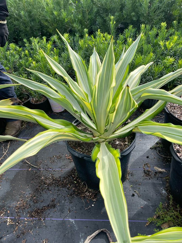 furcraea-foetida-false-agave-furcraea-gigantea-mauritius-hemp