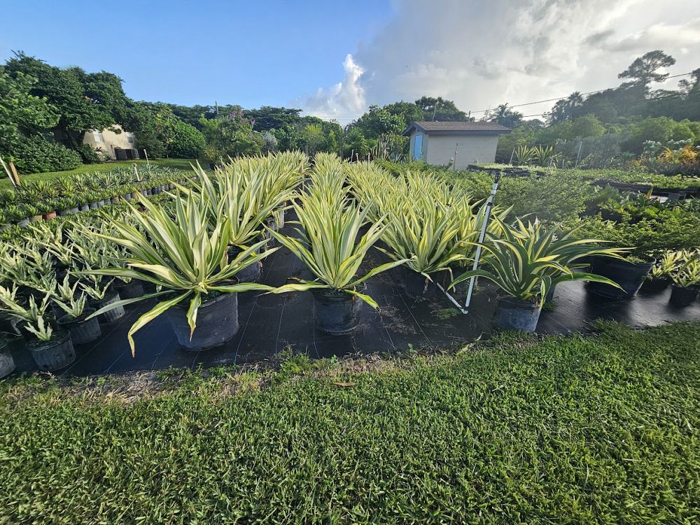 furcraea-foetida-false-agave-furcraea-gigantea-mauritius-hemp