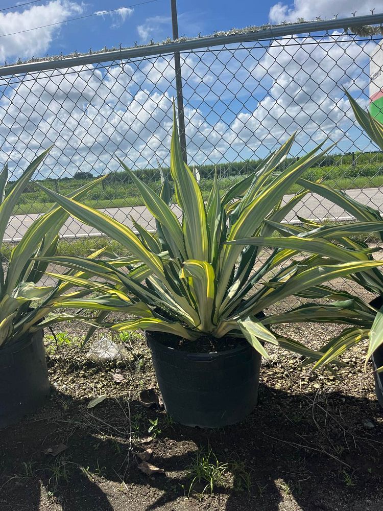 furcraea-foetida-false-agave-furcraea-gigantea-mauritius-hemp