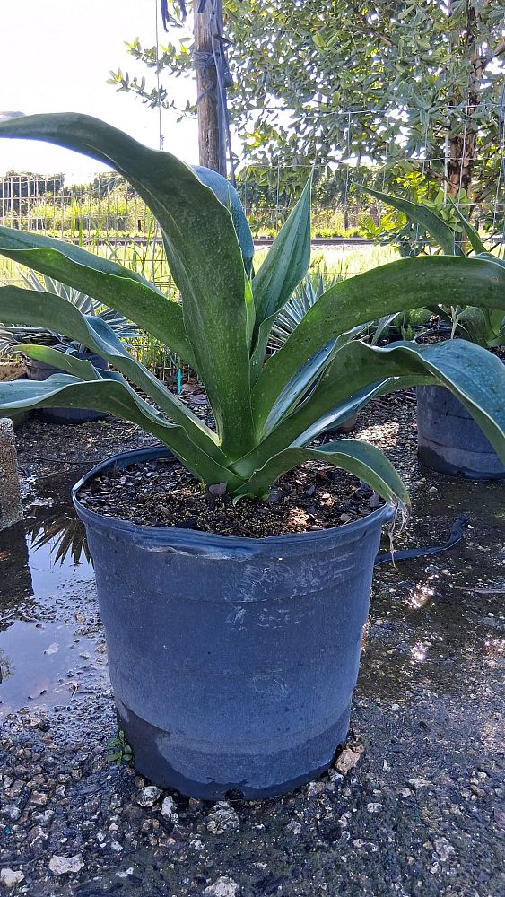 furcraea-foetida-green-giant-false-agave-furcraea-gigantea-mauritius-hemp