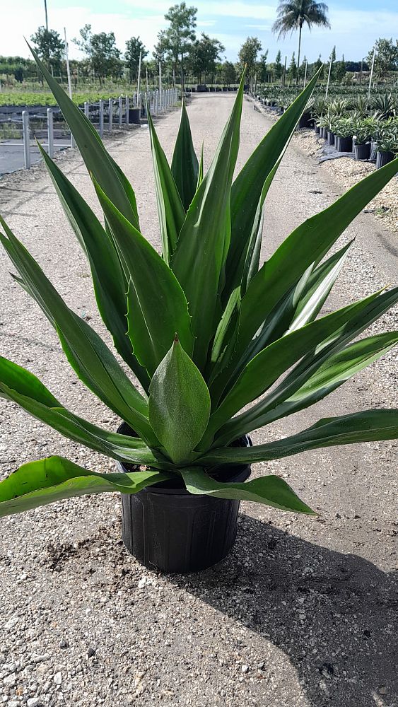 furcraea-foetida-green-giant-false-agave-furcraea-gigantea-mauritius-hemp