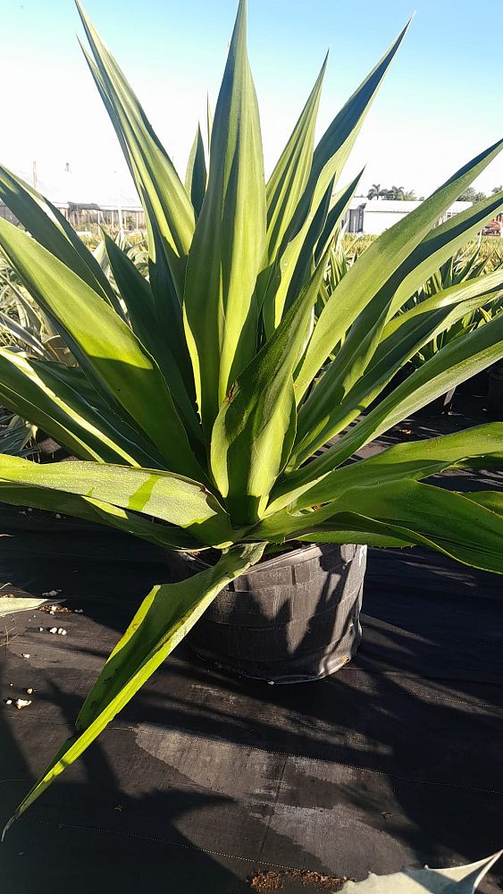 furcraea-foetida-green-giant-false-agave-furcraea-gigantea-mauritius-hemp