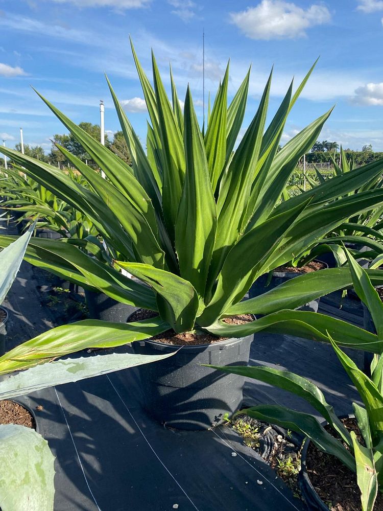 furcraea-foetida-green-giant-false-agave-furcraea-gigantea-mauritius-hemp