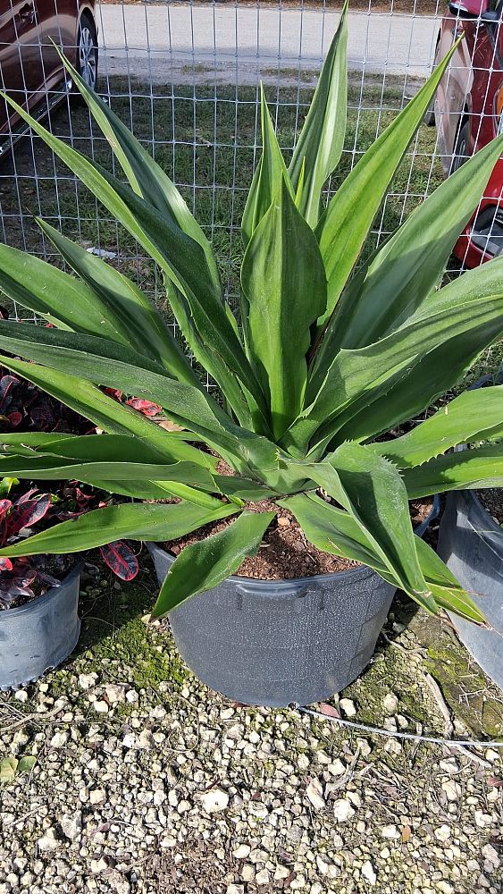 furcraea-foetida-green-giant-false-agave-furcraea-gigantea-mauritius-hemp