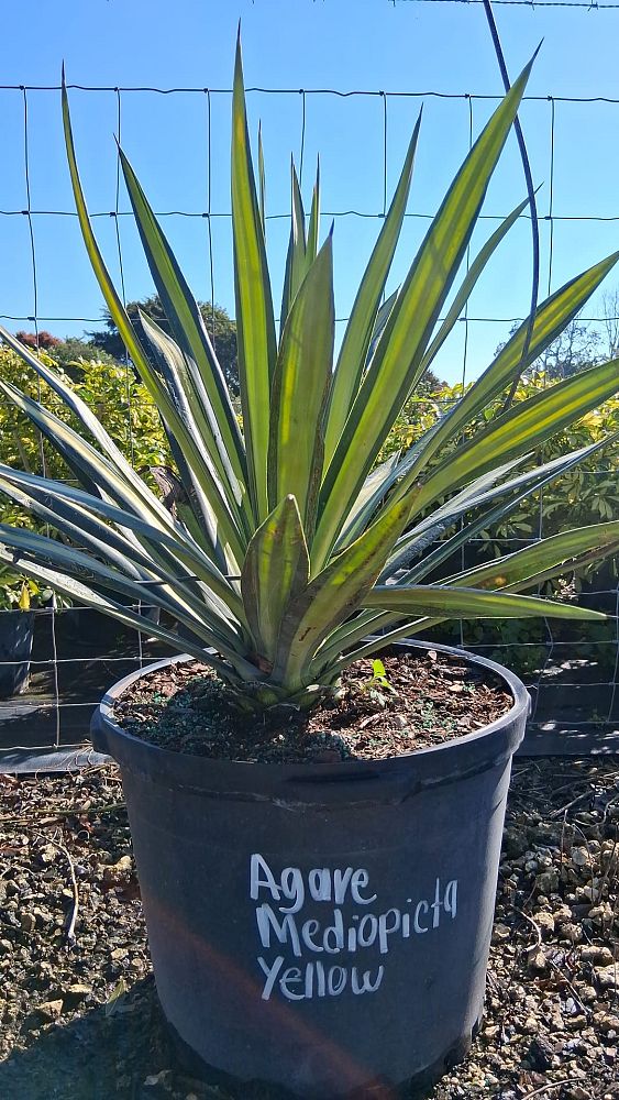 furcraea-foetida-mediopicta-false-agave-furcraea-gigantea-mauritius-hemp