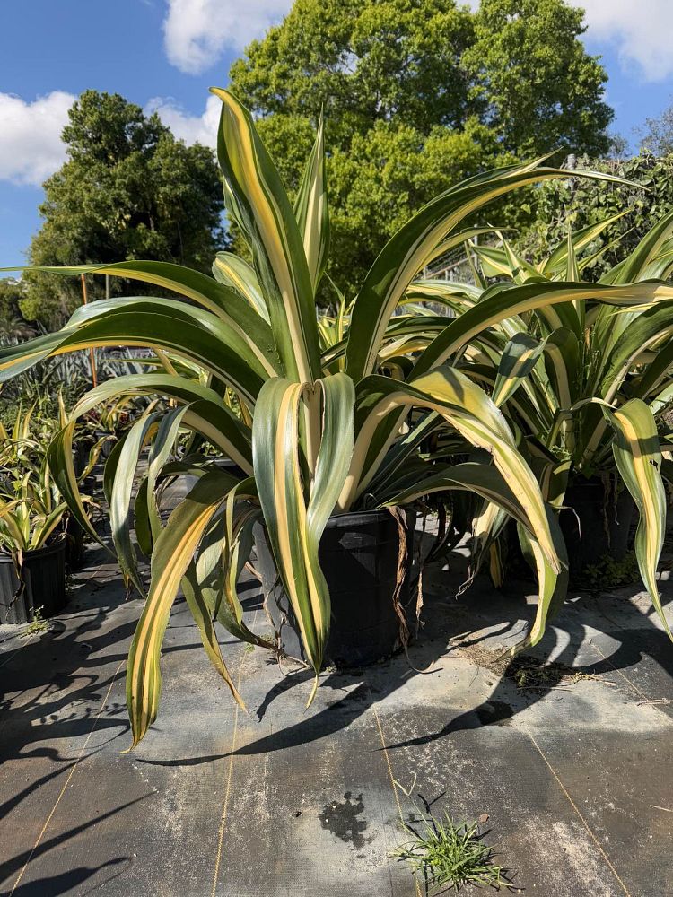 furcraea-foetida-mediopicta-false-agave-furcraea-gigantea-mauritius-hemp