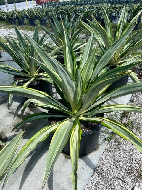 furcraea-foetida-variegata-false-agave-furcraea-gigantea-mauritius-hemp