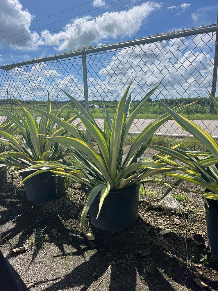 furcraea-foetida-variegata-false-agave-furcraea-gigantea-mauritius-hemp