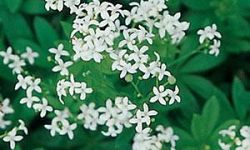 galium-odoratum-our-lady-s-lace-sweetscented-bedstraw-sweet-woodruff