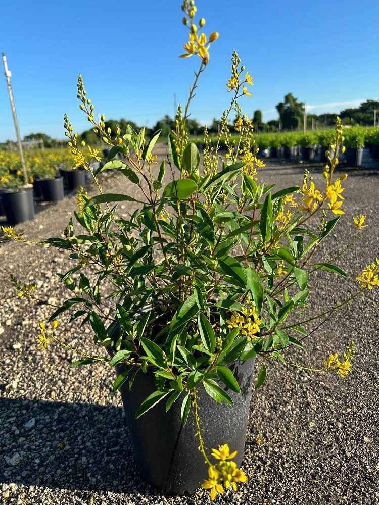 galphimia-glauca-gold-shower-galphimia-gracilis-shower-of-gold-golden-thryallis-thryallis-glauca