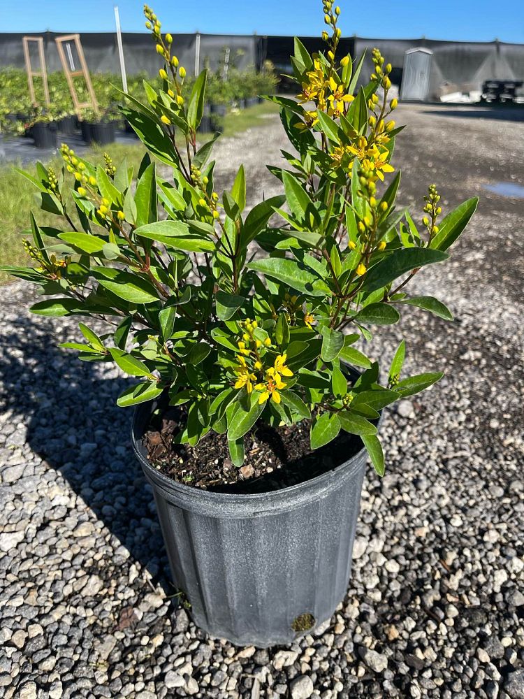 galphimia-glauca-gold-shower-galphimia-gracilis-shower-of-gold-golden-thryallis-thryallis-glauca