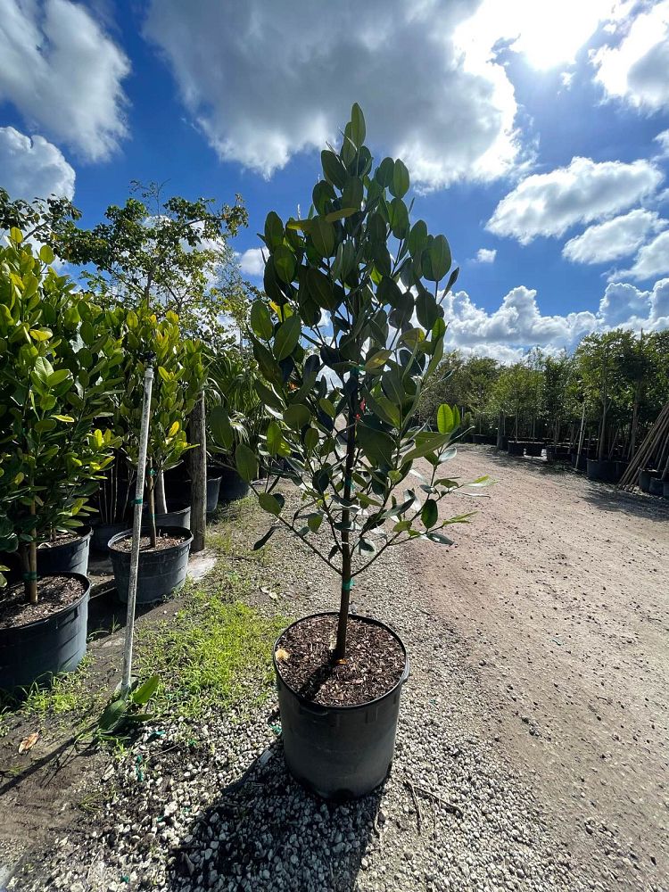 garcinia-spicata-mangosteen-gamboge-tree