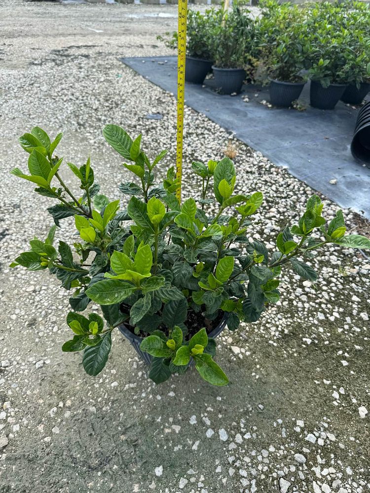 gardenia-jasminoides-aimee-yashioka-cape-jasmine-gandharaj-gardenia-augusta-gardenia-jasminoides-aimee