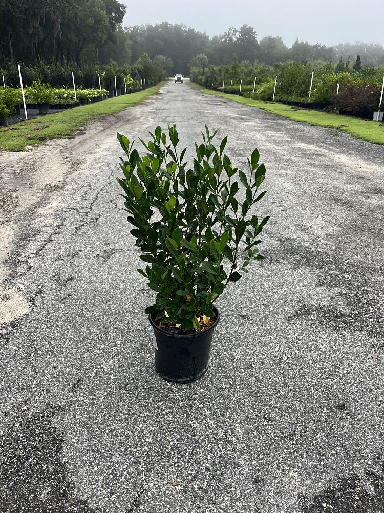 gardenia-jasminoides-buttons-cape-jasmine-gandharaj-gardenia-augusta