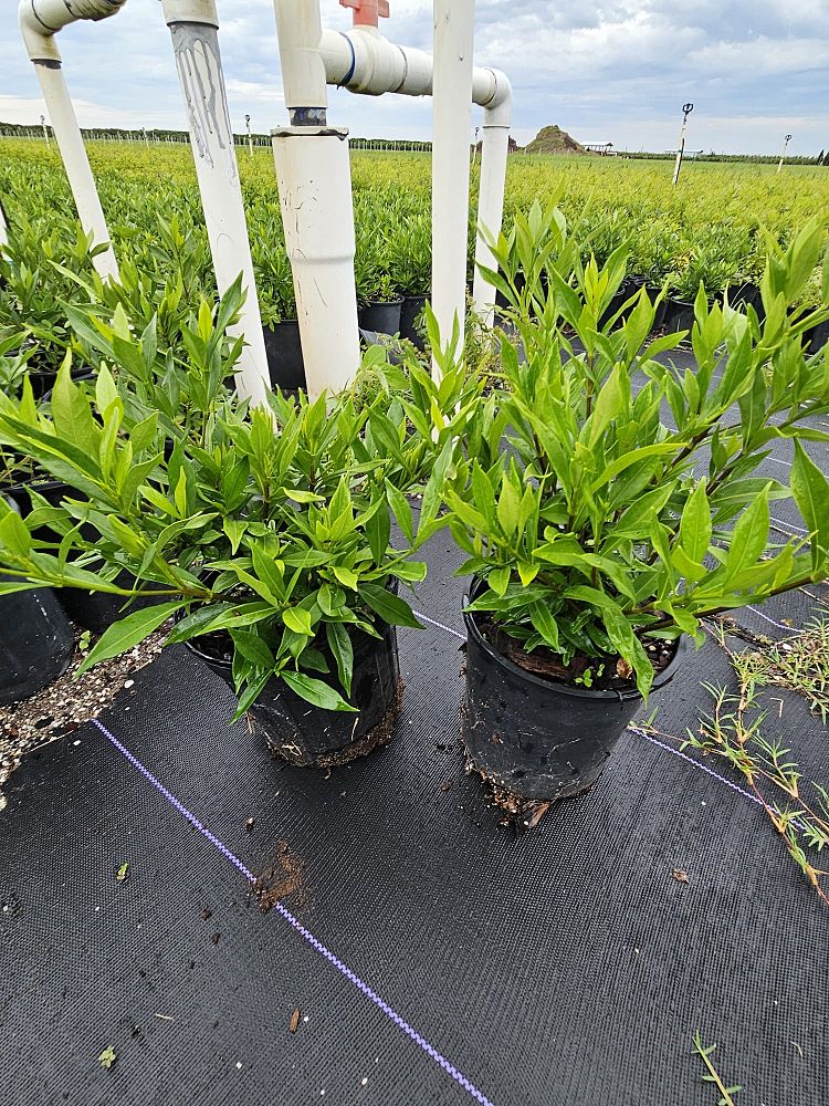 gardenia-jasminoides-frostproof-cape-jasmine-gandharaj-gardenia-augusta