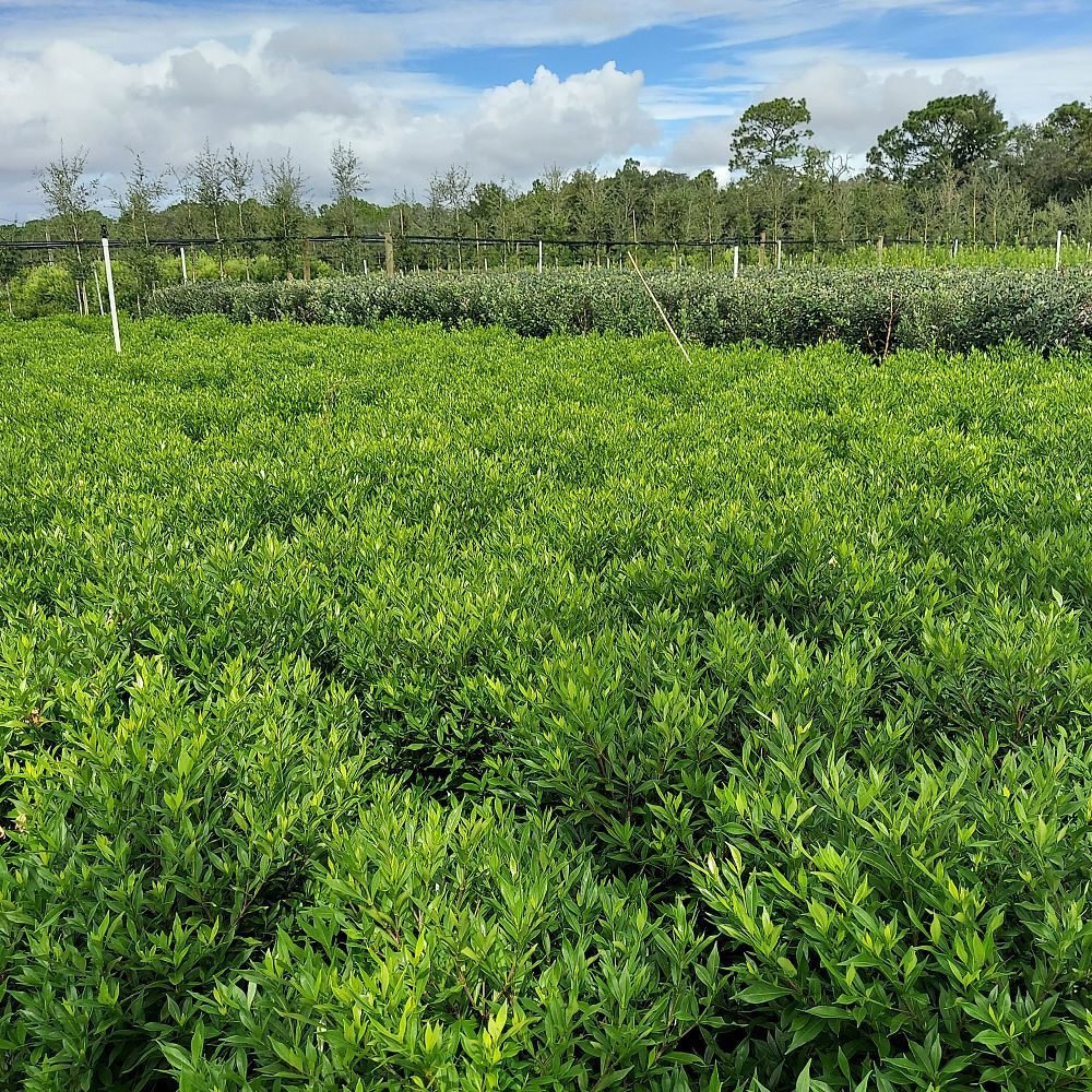 gardenia-jasminoides-frostproof-cape-jasmine-gandharaj-gardenia-augusta