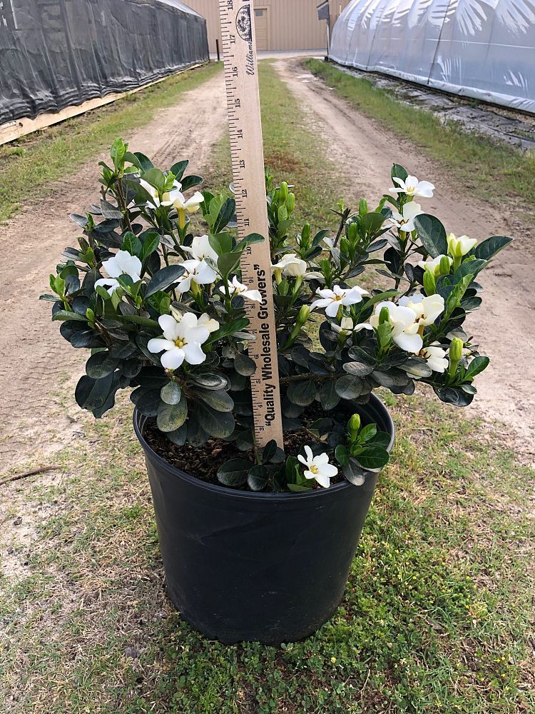 gardenia-jasminoides-kleim-s-hardy-cape-jasmine-gandharaj-gardenia-augusta