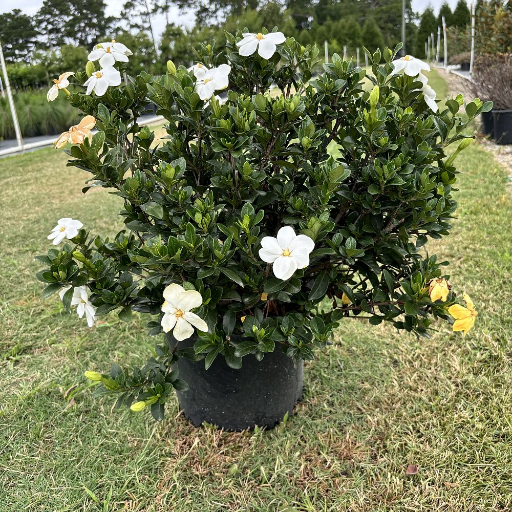 gardenia-jasminoides-kleim-s-hardy-cape-jasmine-gandharaj-gardenia-augusta