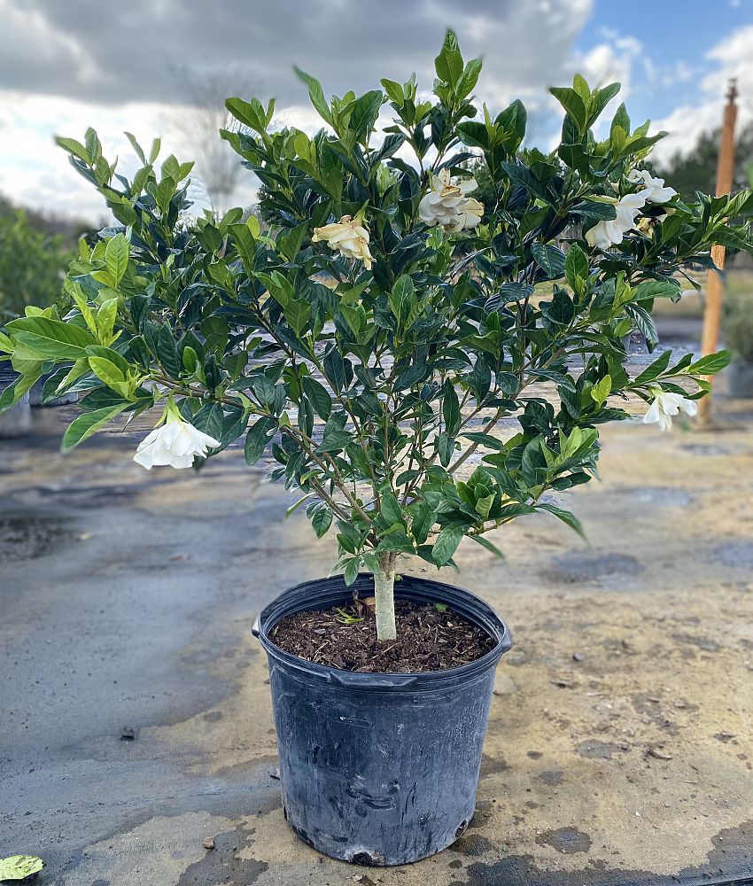 gardenia-jasminoides-miami-supreme-cape-jasmine-gandharaj-gardenia-augusta