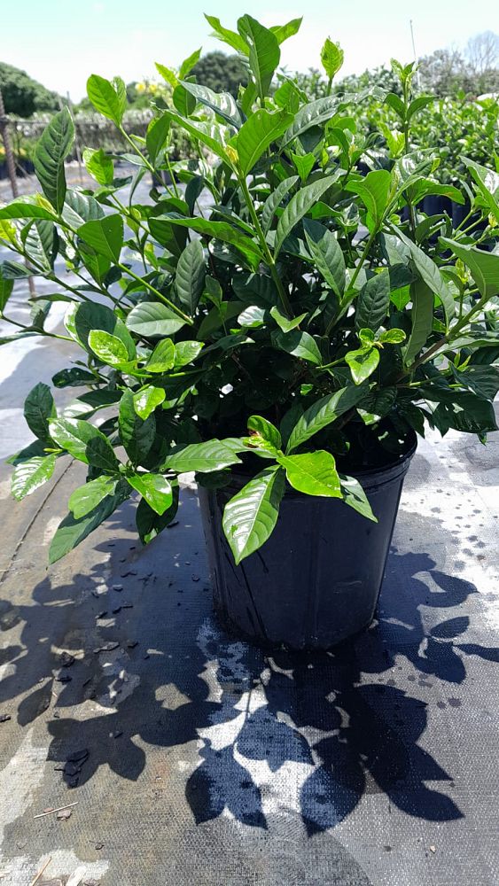 gardenia-jasminoides-miami-supreme-cape-jasmine-gandharaj-gardenia-augusta