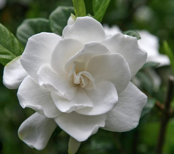 gardenia-jasminoides-miami-supreme-cape-jasmine-gandharaj-gardenia-augusta