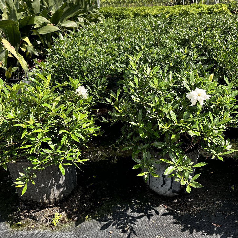 gardenia-jasminoides-radicans-cape-jasmine-gandharaj-gardenia-augusta