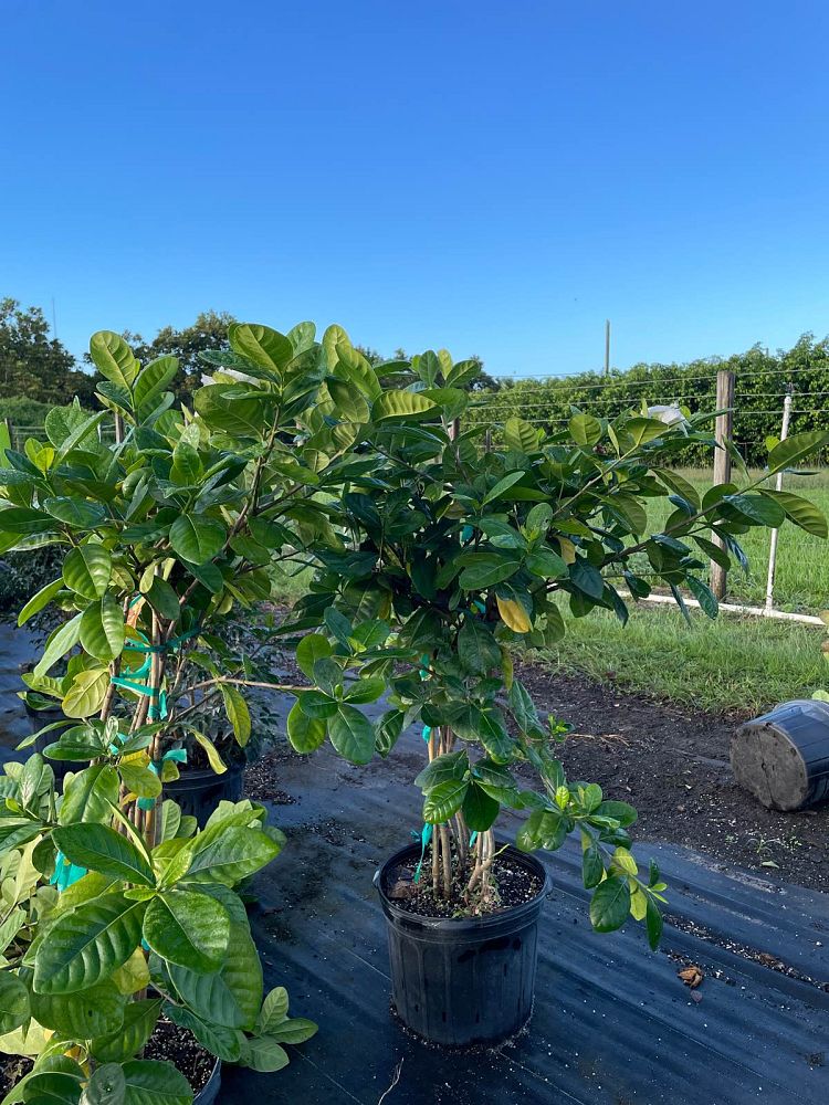 gardenia-taitensis-tahitian-gardenia