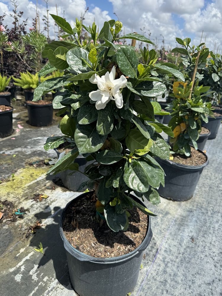 gardenia-taitensis-tahitian-gardenia